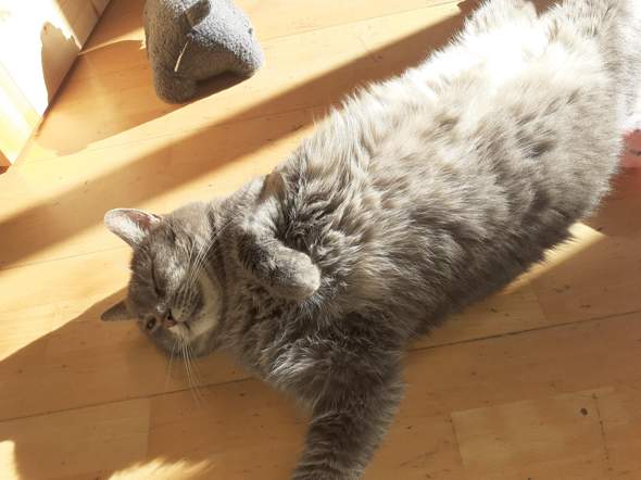 kater kartauser bk oder ek katze katzen rassekatzen