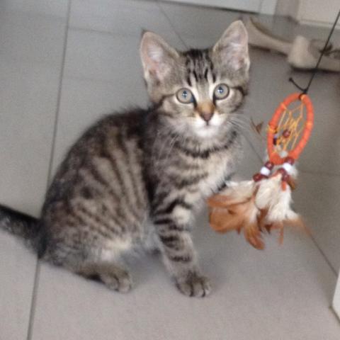 Kater Kastr 10 Monate Neue Katze Dazu 8 Wochen Babykatze Kater Kastr 10 Monate Neue Katze Dazu 8 Wochen Babykatze