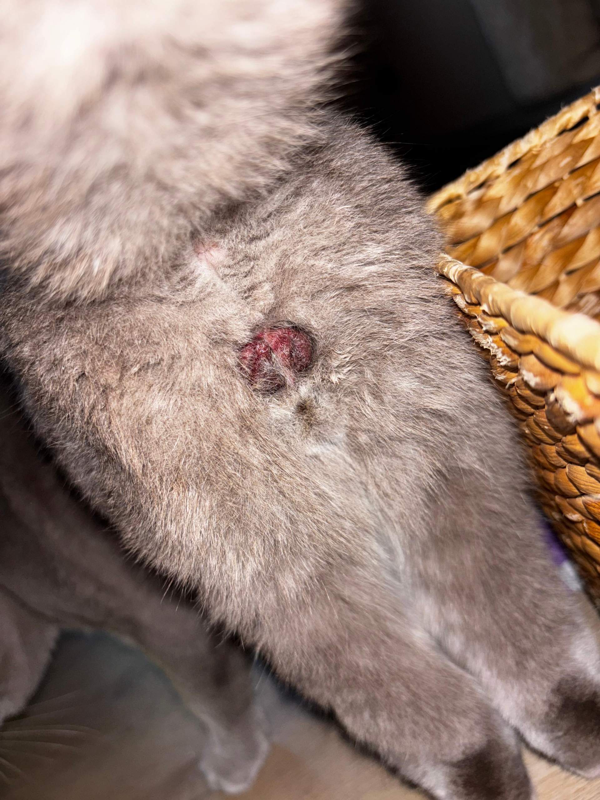 Kater kastration normal? (Operation, Tierarzt, Hauskatze)