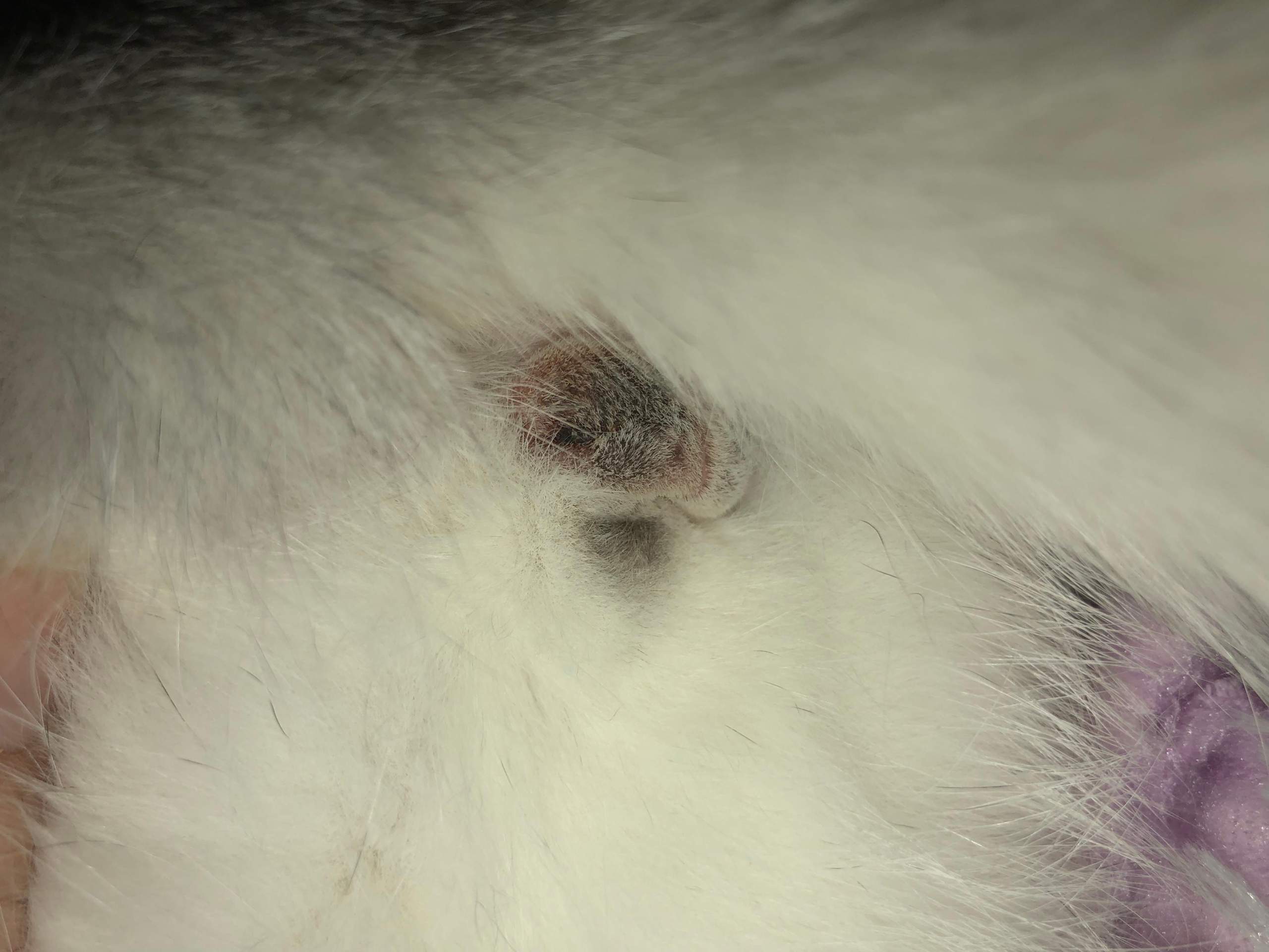 Kater Kastration Wunde? (Katze)