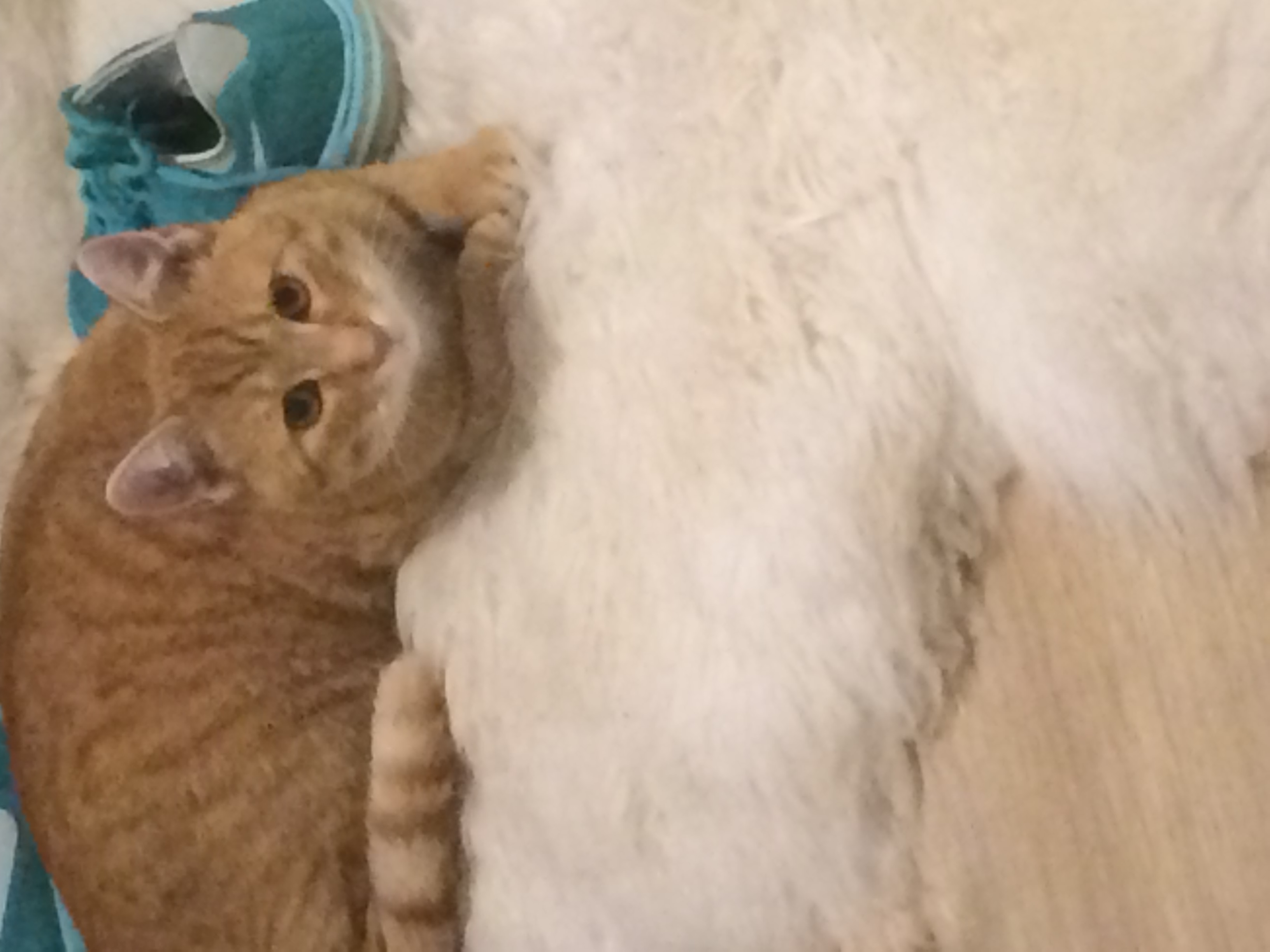 Kater Kastrieren Ja Oder Nein Tiere Katze