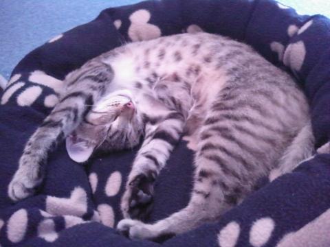 Kater Kratzt Beisst Und Springt Mich Dauernd An Was Tun Tiere Katzen