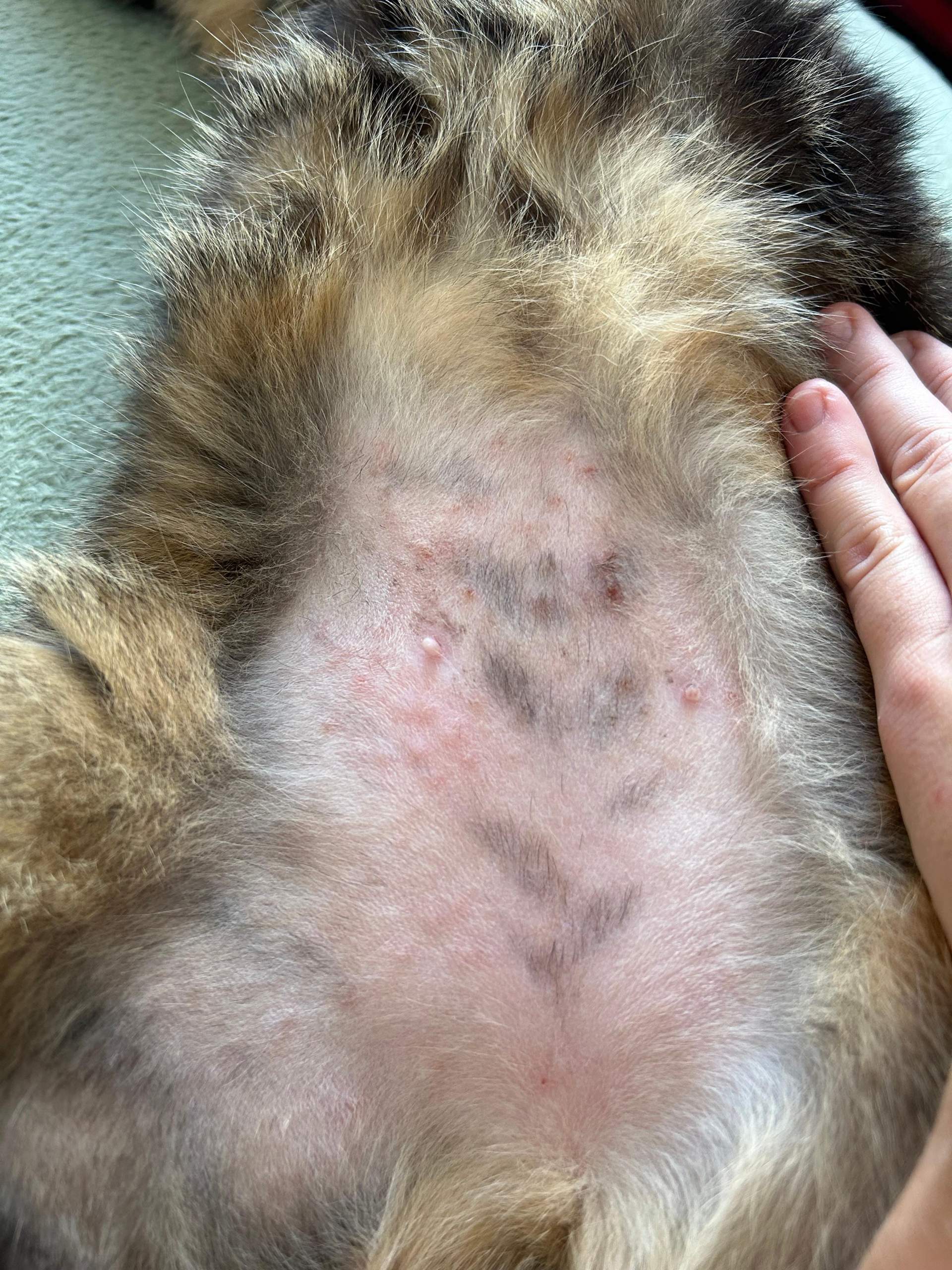 Kater leckt sich Bauch wund was tun? (Ernährung, Katze, Entzündung)