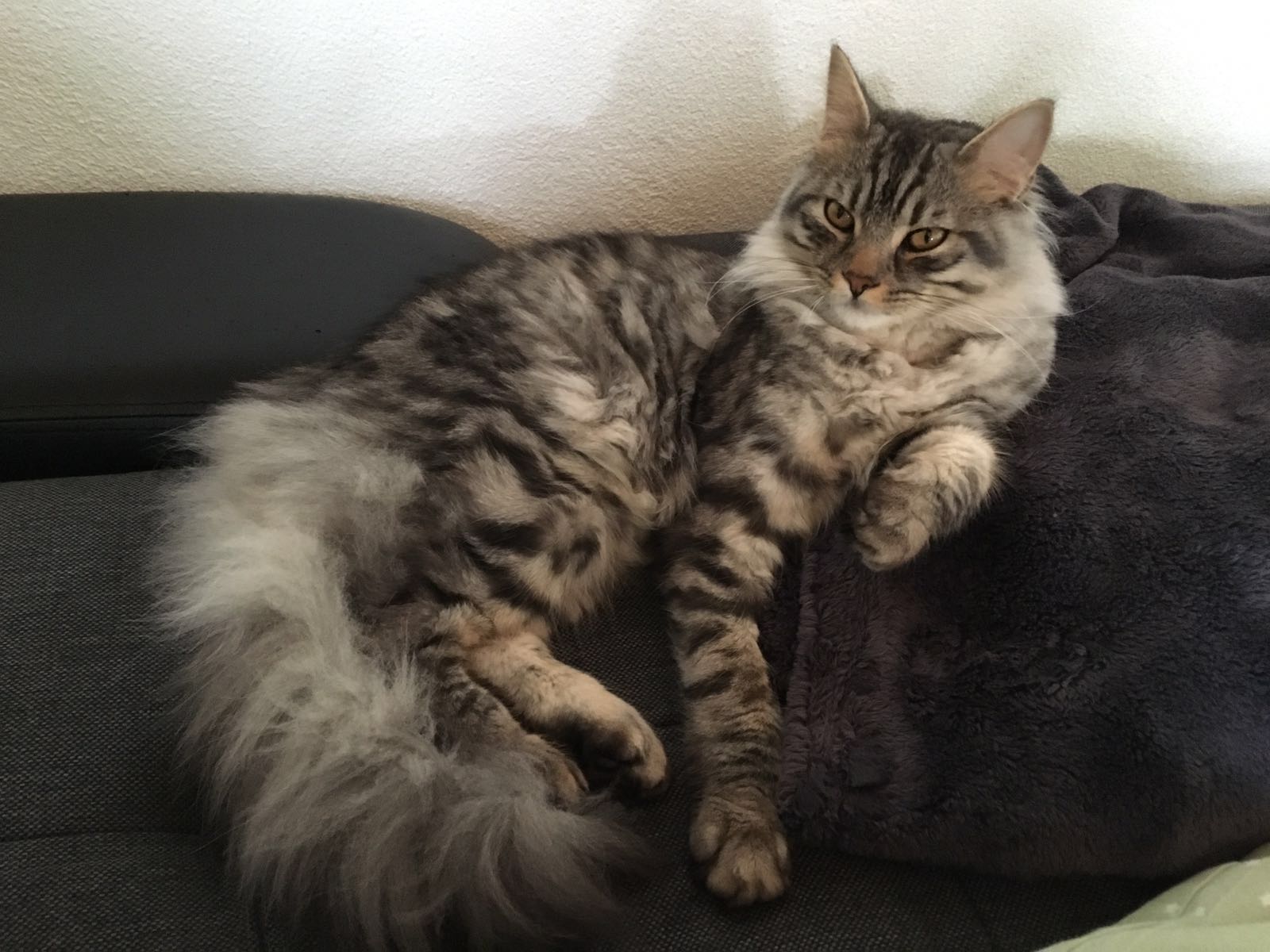 kater leckt und beisst dann die kleinere katze