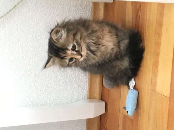 Kater Leckt Und Beisst Dann Die Kleinere Katze Kater Leckt Und Beisst Dann Die Kleinere Katze