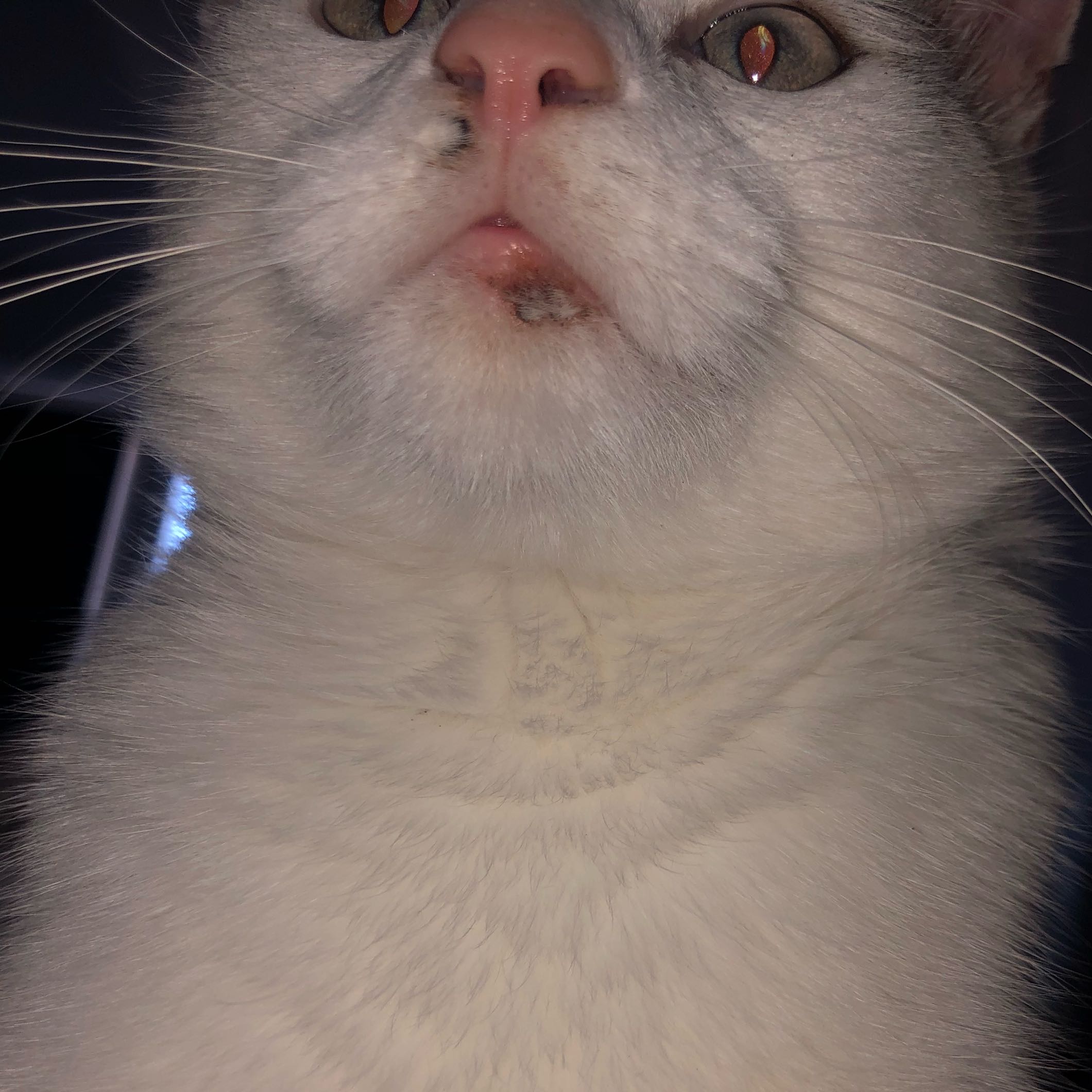 kater merkwurdige kahle stelle und entzundung am maul gesundheit und medizin tiere katze