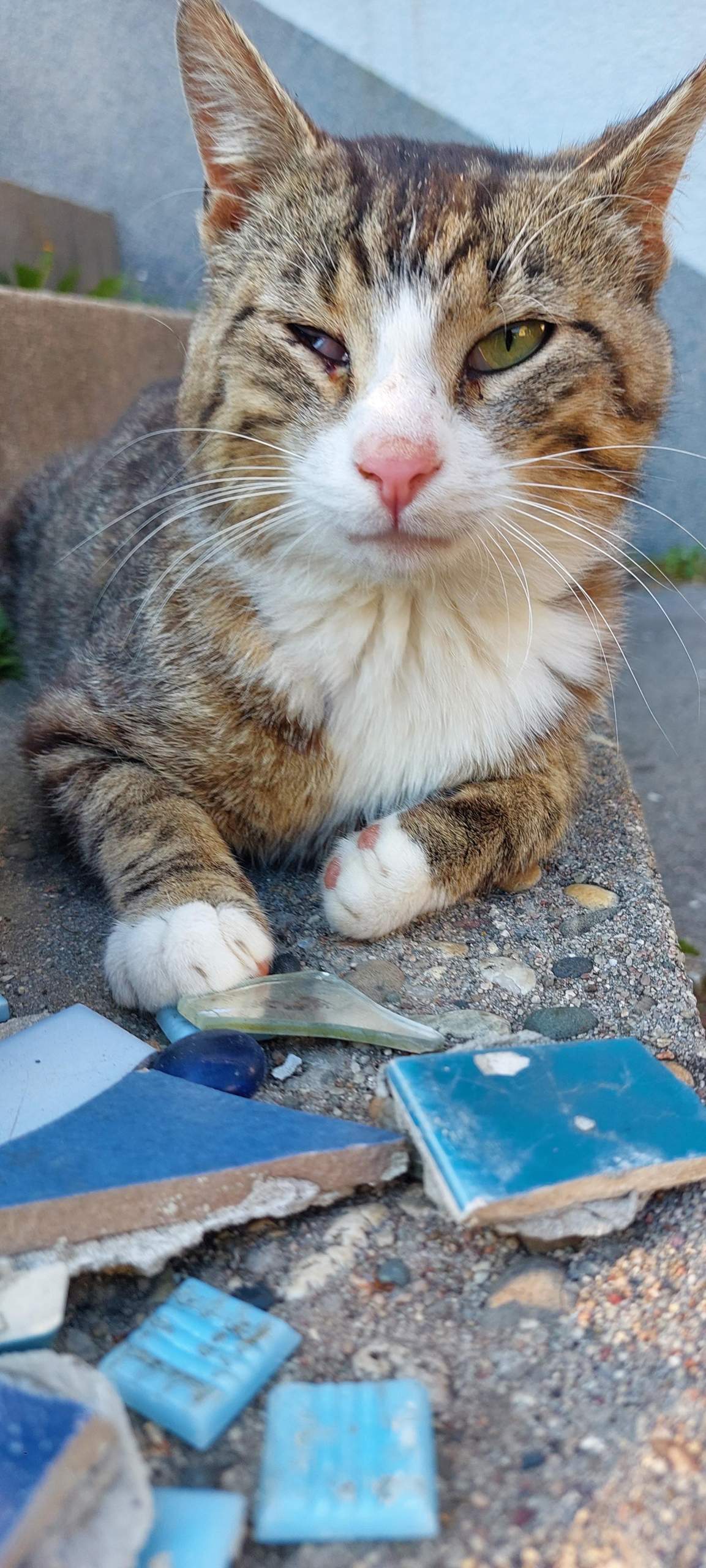 Kater, mit Nickhaut über einem Auge, zugelaufen. Was tun? (Entzündung ...