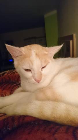 kater neigt ohren komisch zur seite gesundheit und medizin gesundheit tiere