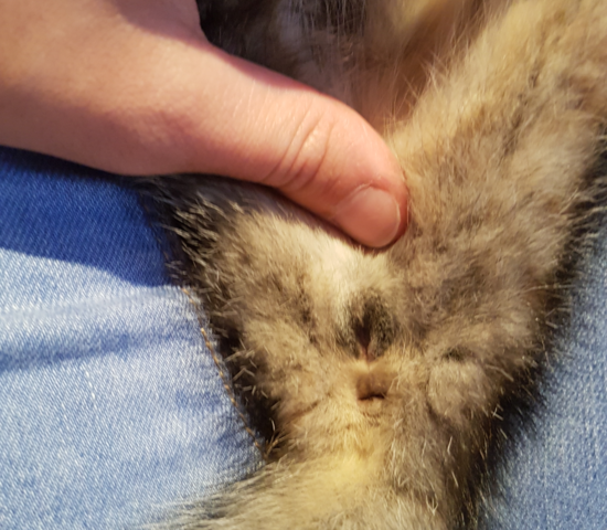 kater oder katze das ist hier die frage tiere haustiere katzen