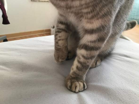 Kater Setzt Pfotchen Nicht Ab Gesundheit Und Medizin Tiere Katze Kater Setzt Pfotchen Nicht Ab Gesundheit Und Medizin Tiere Katze
