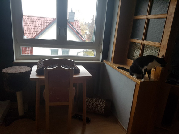 Kater Springt An Der Wand Hoch Und Zerkratzt Dabei Die Tapete Hat