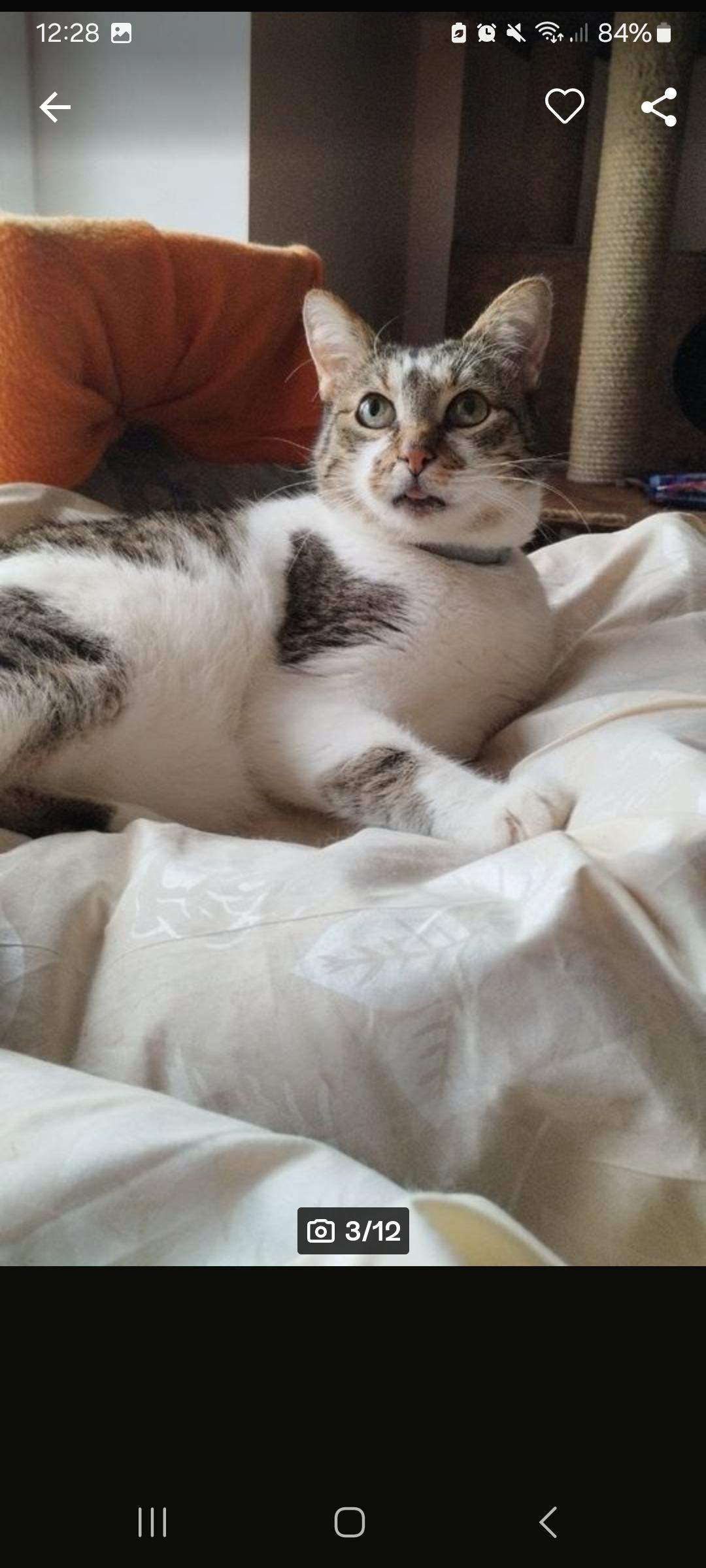 SSHUIKKAI Fake Zunge 2er Set - Realistische Grusel-Requisiten Für Halloween & Mottopartys