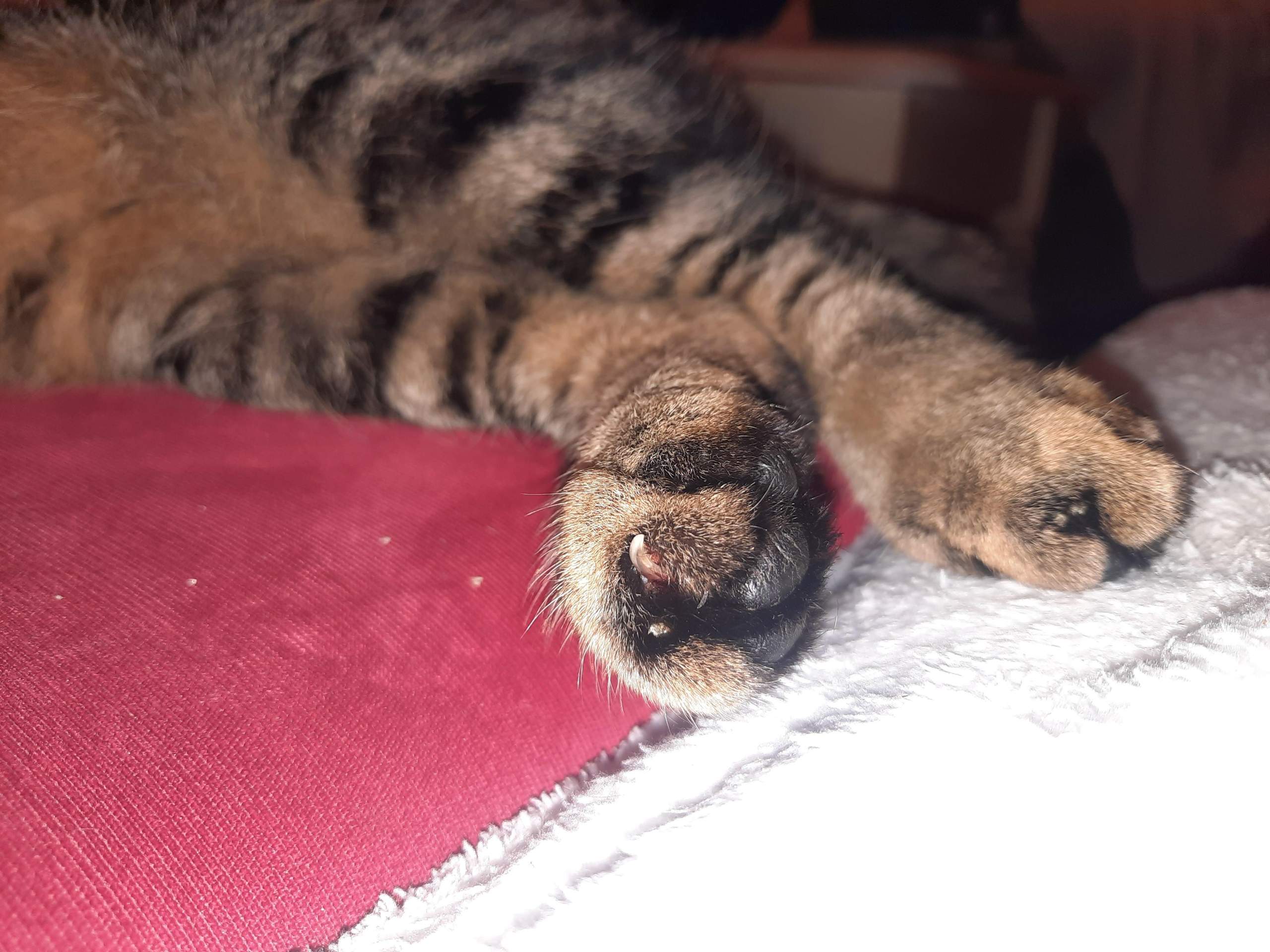 kater-tut-hinterpfote-weh-tierarzt-verletzung-tiermedizin