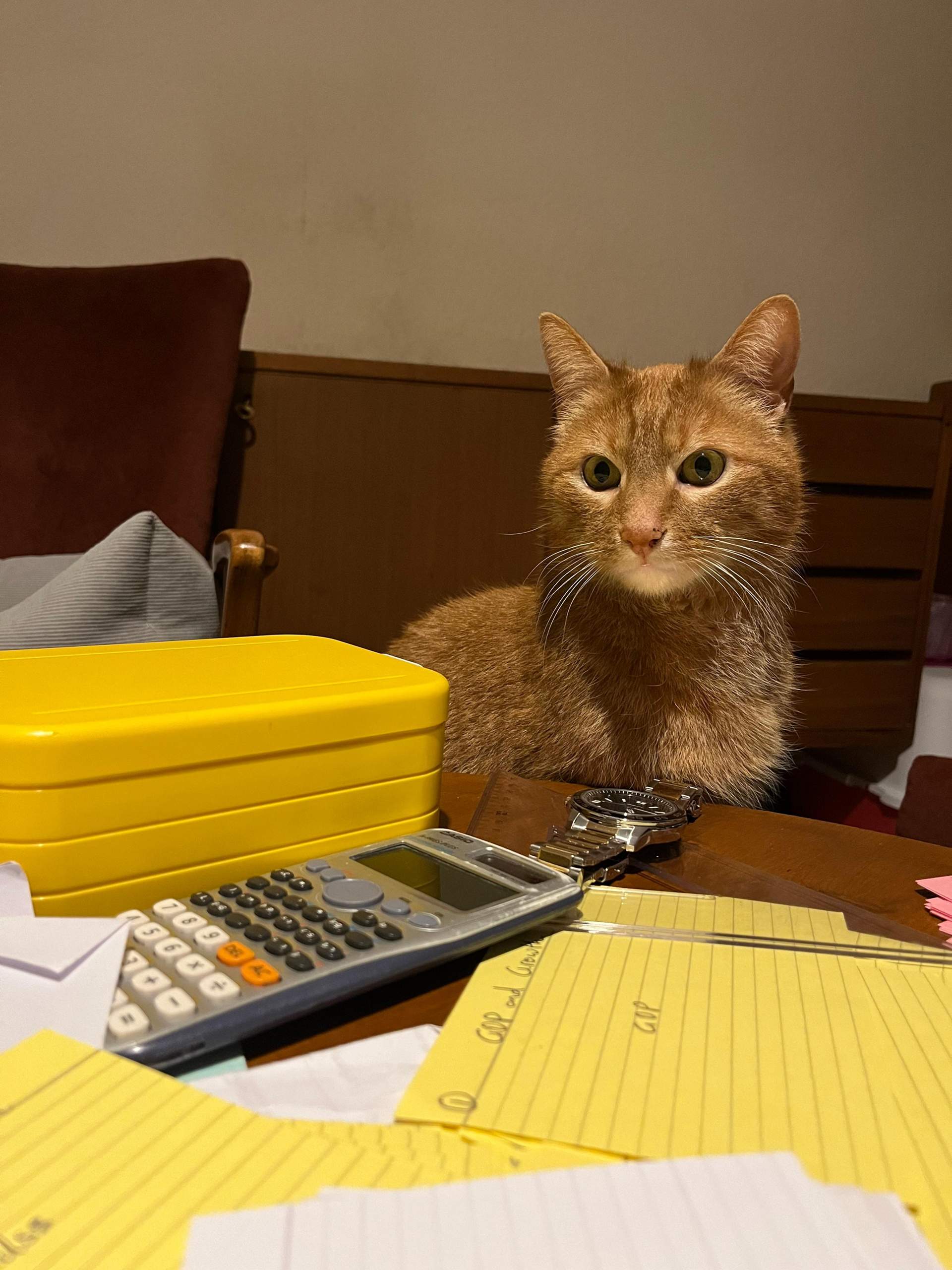 Kater will viel Aufmerksamkeit und schläft nicht durch? (Tierhaltung, Hauskatze, artgerechte