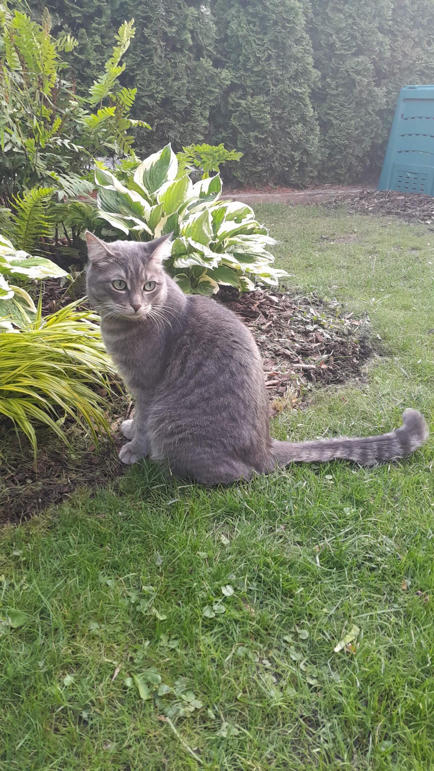 Katze Vom Nachbarn Kommt Immer Zu Uns