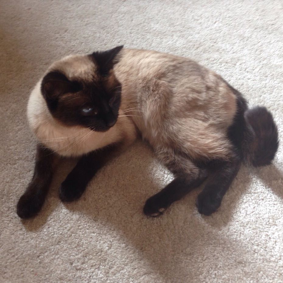 Katze & Kater Zusammenführen (Tiere, Tierschutz, Tierheim)