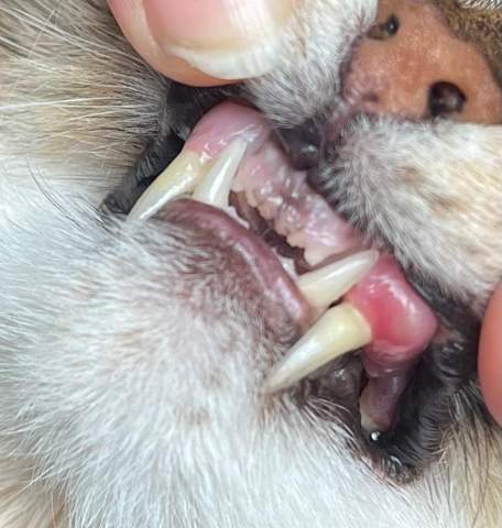 Katze- Zahnfleischentzündung-Notfall!?
