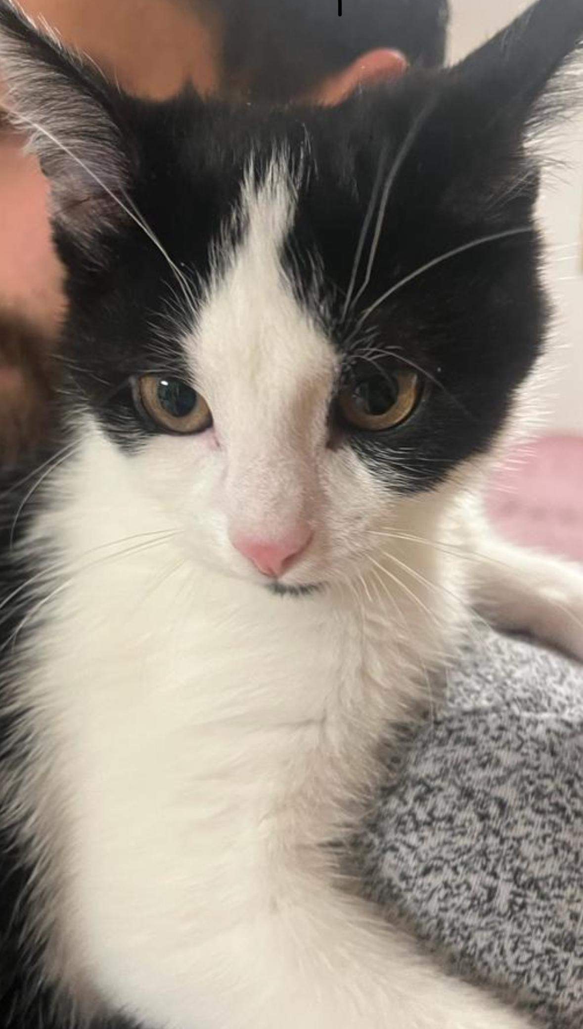 Geht Ein Blutohr Von Alleine Weg Katze Katze alleine lassen? (Tierarzt, Kater, Tierhaltung)