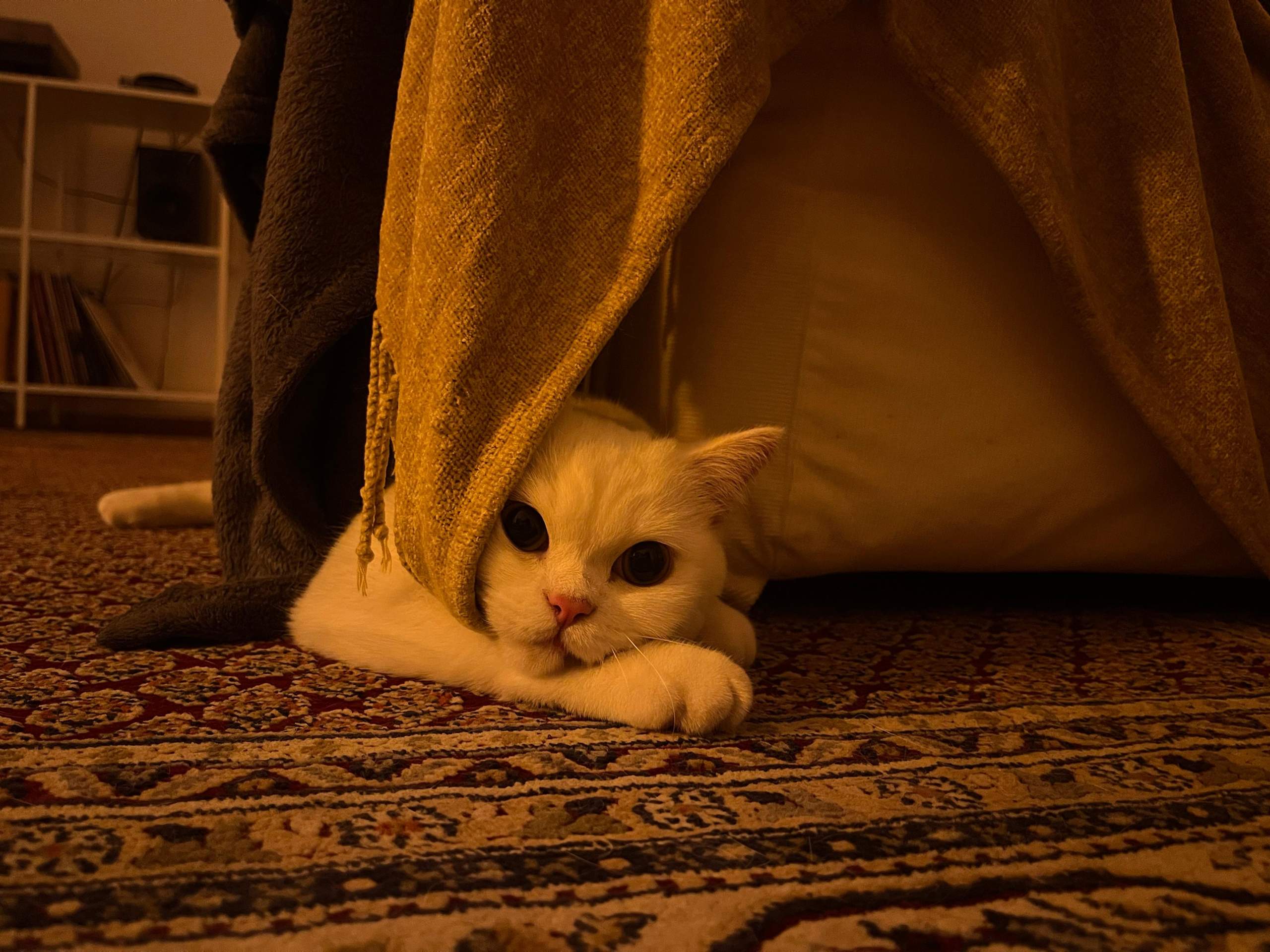 Katze atmet schnell und wirkt unruhig? (Tierarzt, Kater, Hauskatze)