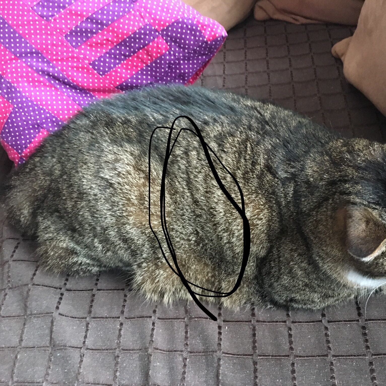 katze atmet stockend gesundheit und medizin tiere tierarzt
