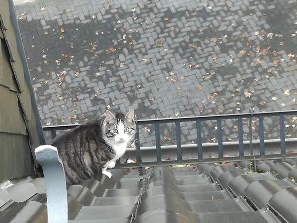 katze auf dach was tun hilfe tiere haustiere katzen