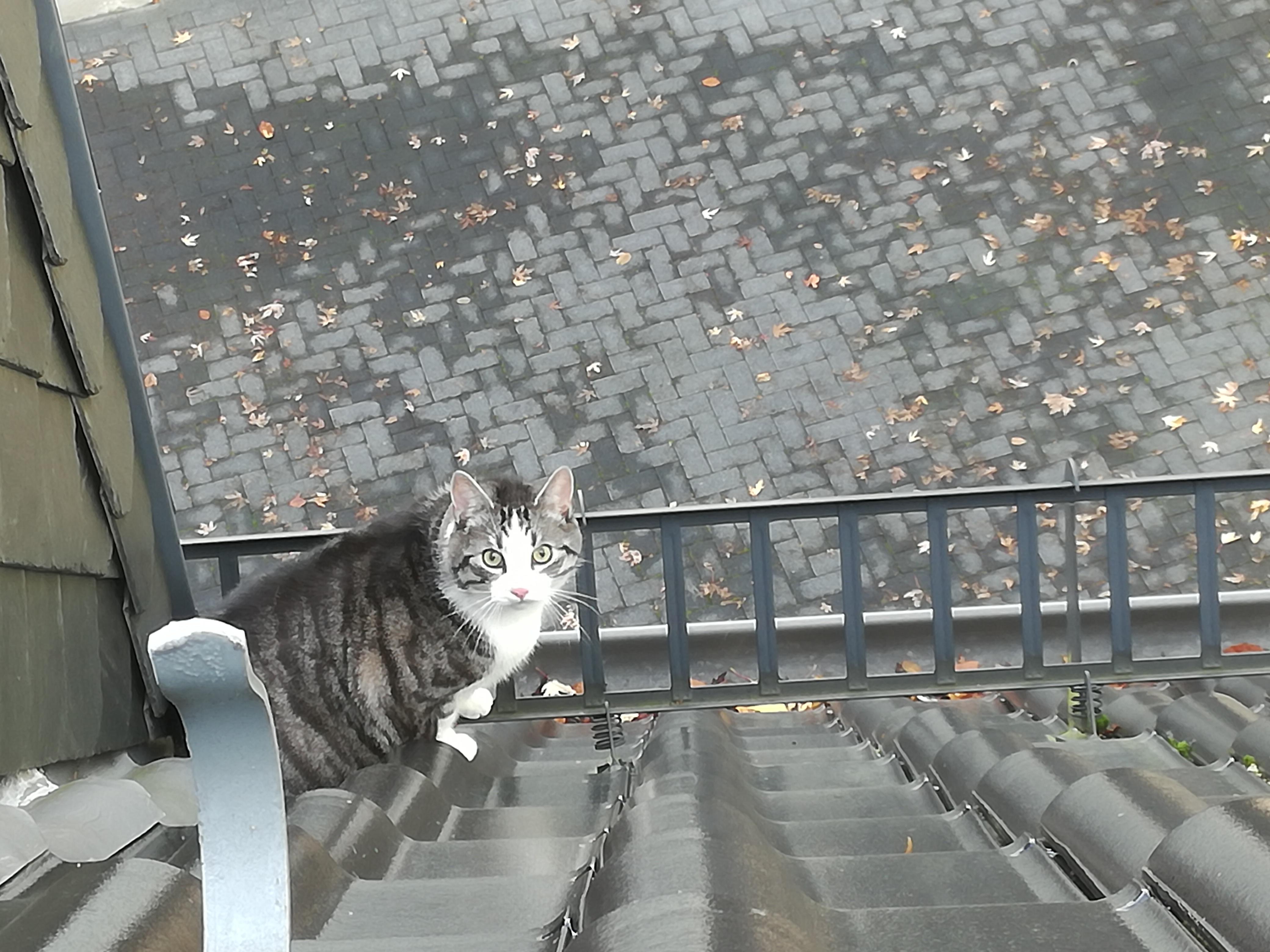 Katze auf Dach was tun (Hilfe)? (Tiere, Haustiere, Katzen)