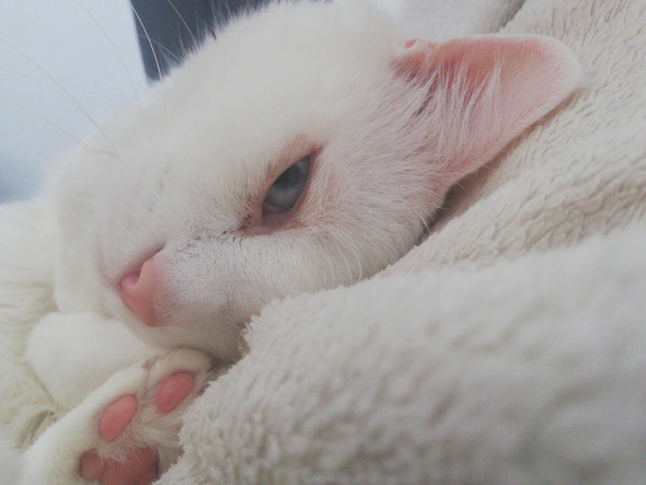 Katze Auge Rotlich Medizin Tiere Augen