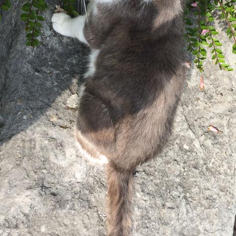 Katze - (Katze, Katzen, augesetzt)