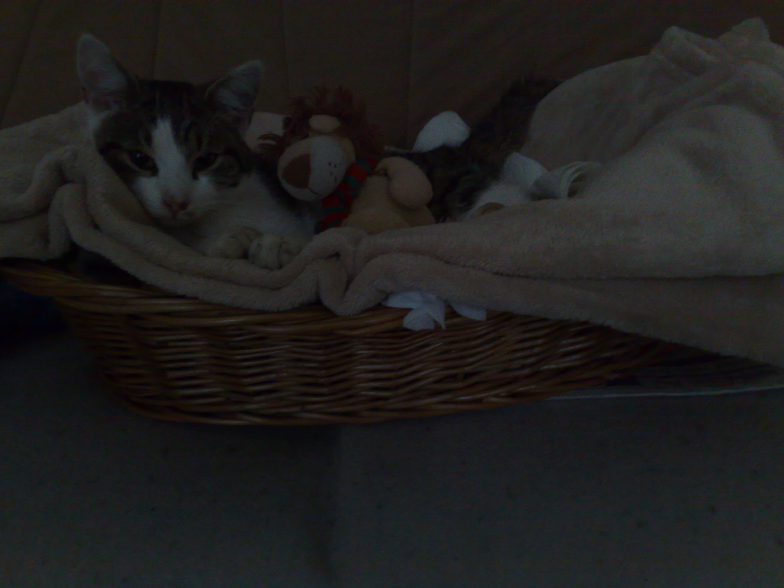 katze becken gebrochen tiere krank katzen