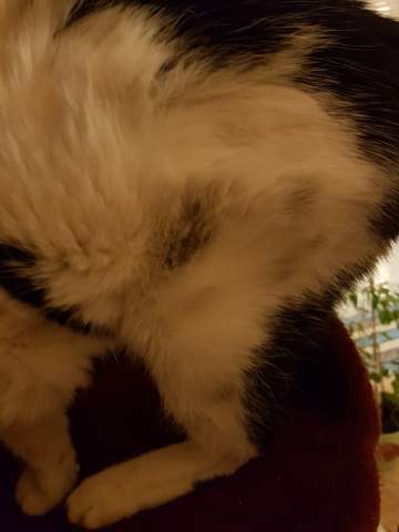 Katze Bekommt Graues Fell