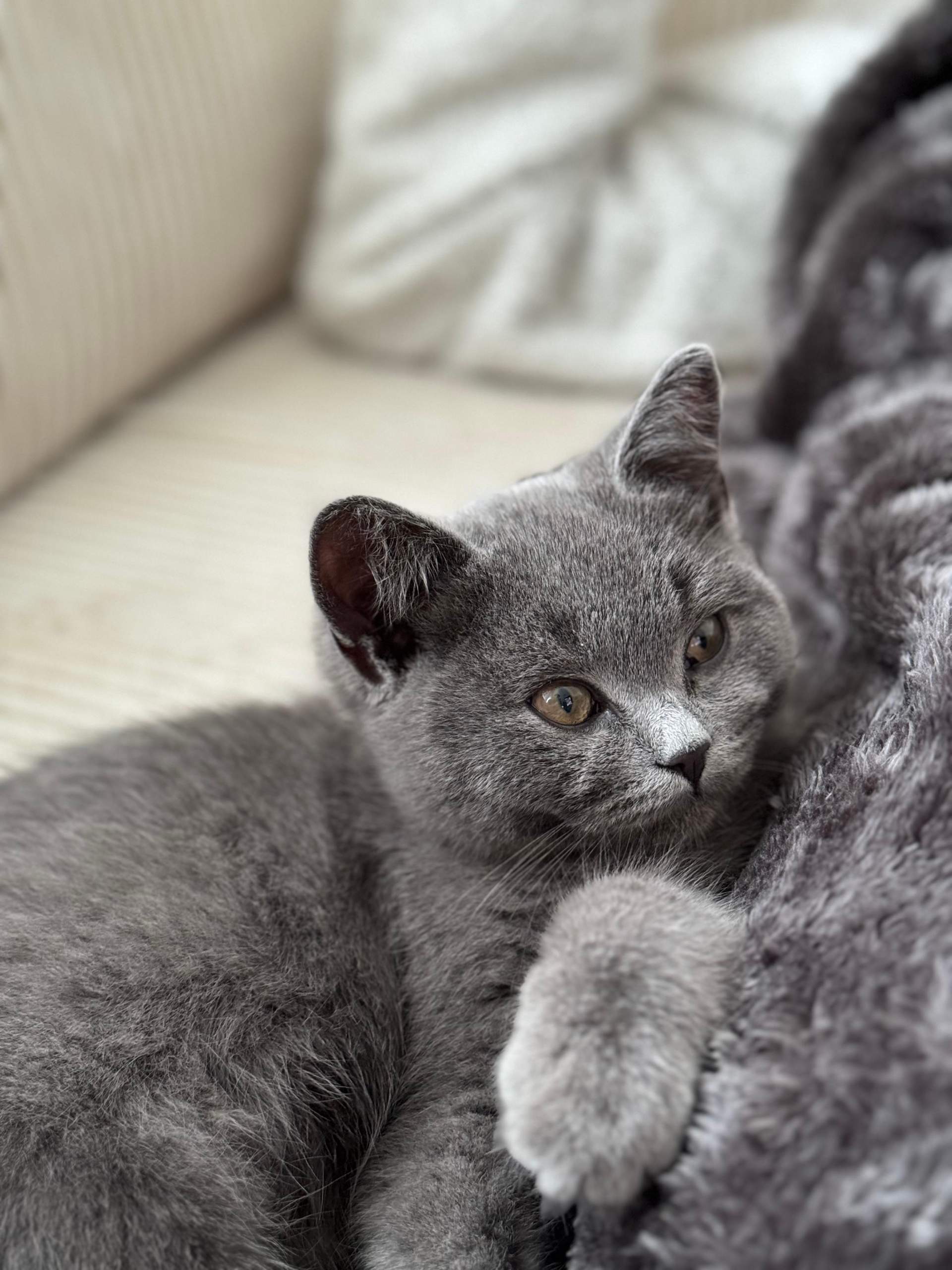 Katze BKH ohne Stammbaum? (Kater, Hauskatze, Rasse)