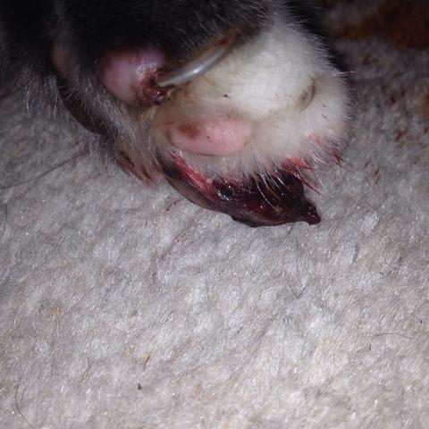 katze blutet an der pfote was machen blut