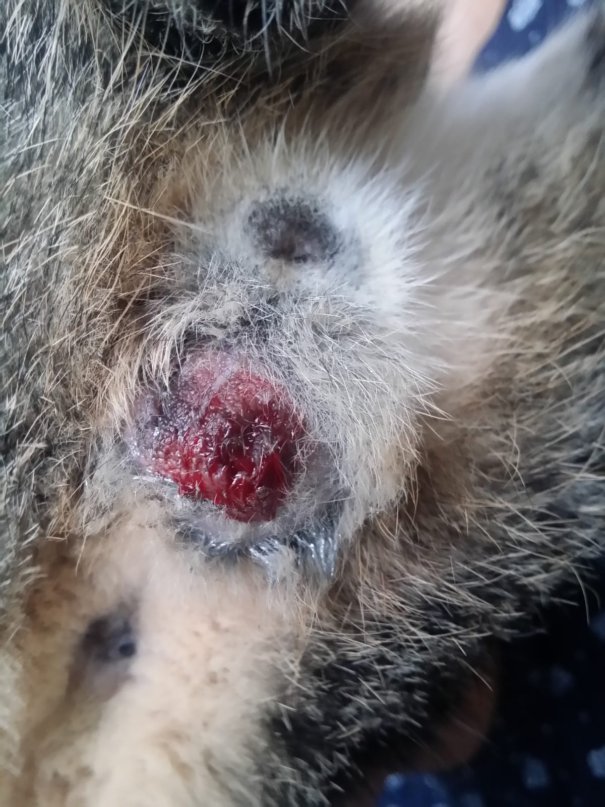katze blutet nach kastration kater