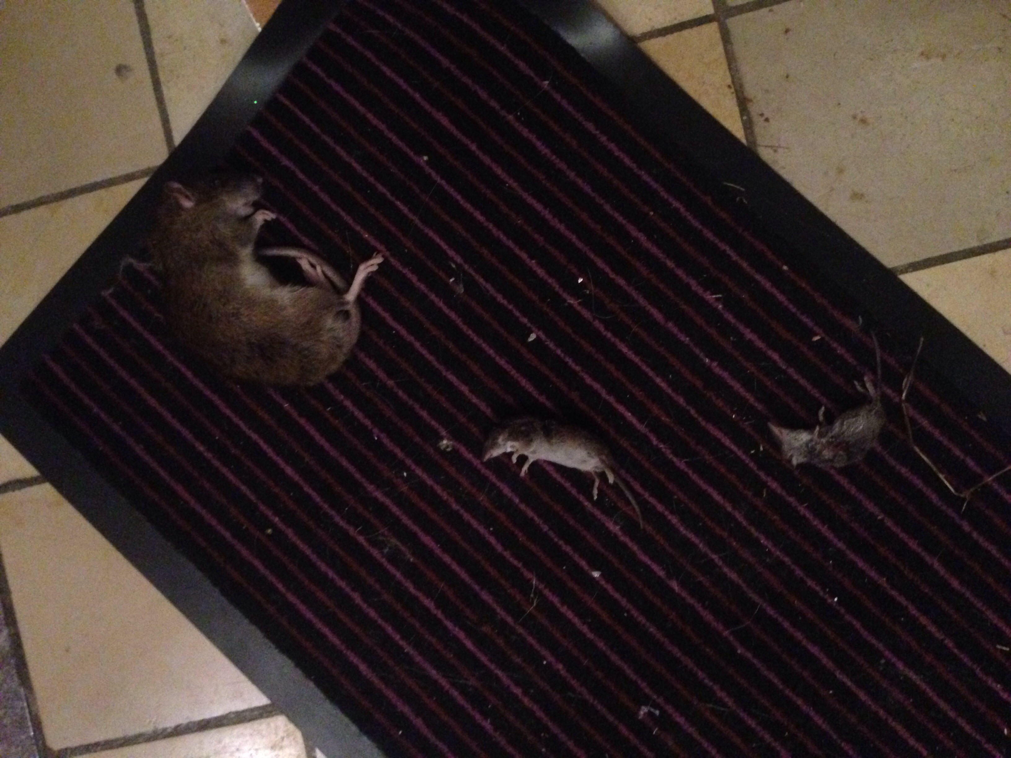Katze Bringt 4 Mause In Paar Stunden Und Ratte Maus Ratten Jager