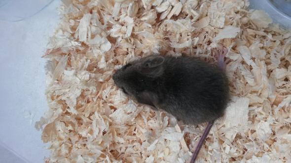 das ist die kleine Maus - (Katze, klein, lebendig)