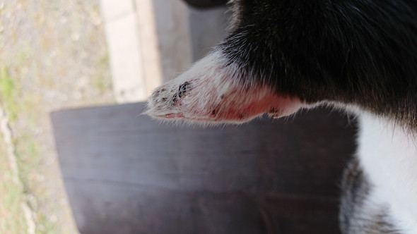 Katze Dreckige Und Wunde Ohren Tiere Katzen Ohr