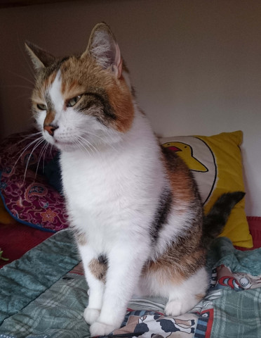 Das ist sie ;( - (Katze, verschwunden)
