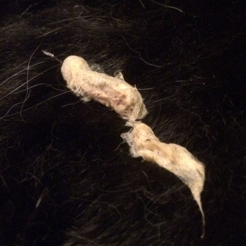 Katze Erbricht Regelmassig Krankheit Katzen Kitten