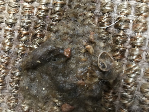 katze erbricht wurm tiere katzen artgerechte haltung