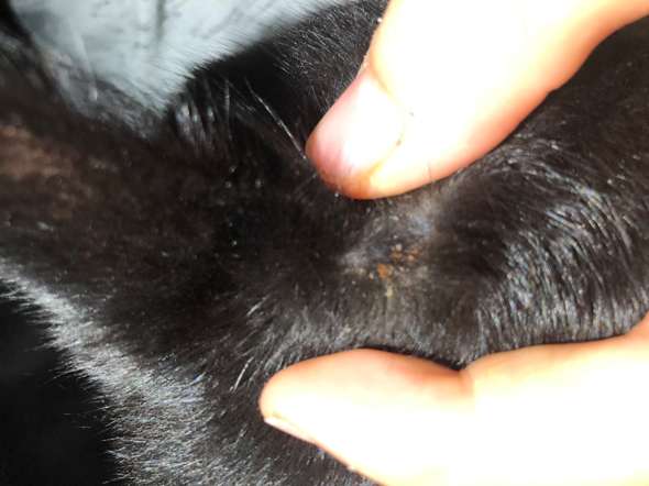 Katze Erkrankung Parasiten Katzen Tierarzt Verletzt