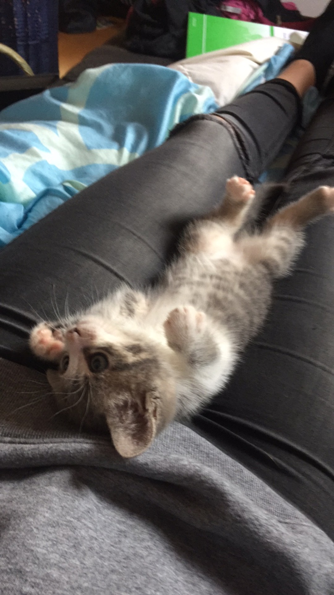 katze erschreckt sich und sabbert extrem krank