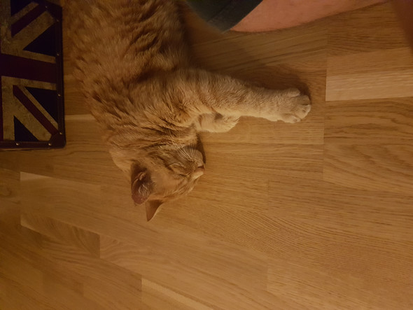 Katze Evt Schwanger Was Kann Ich Tun Streuner Katze Evt Schwanger Was Kann Ich Tun Streuner