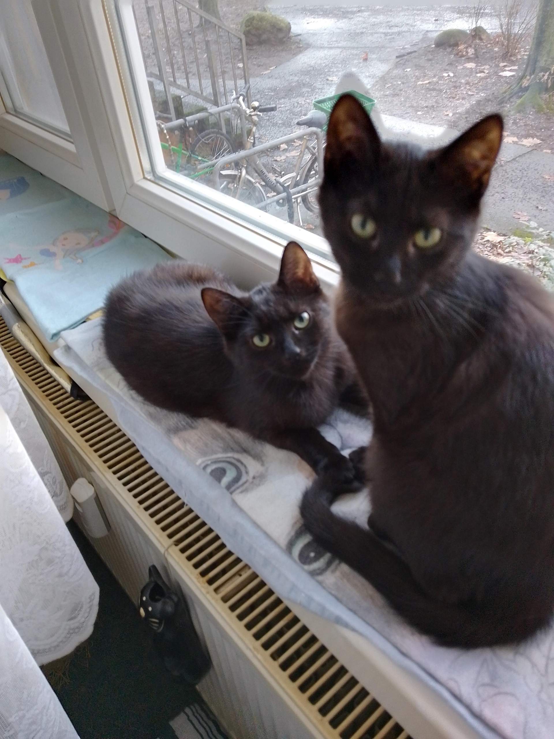 Katze faucht die andere an und rennt weg? (Kastration, Zusammenführung von Katzen)