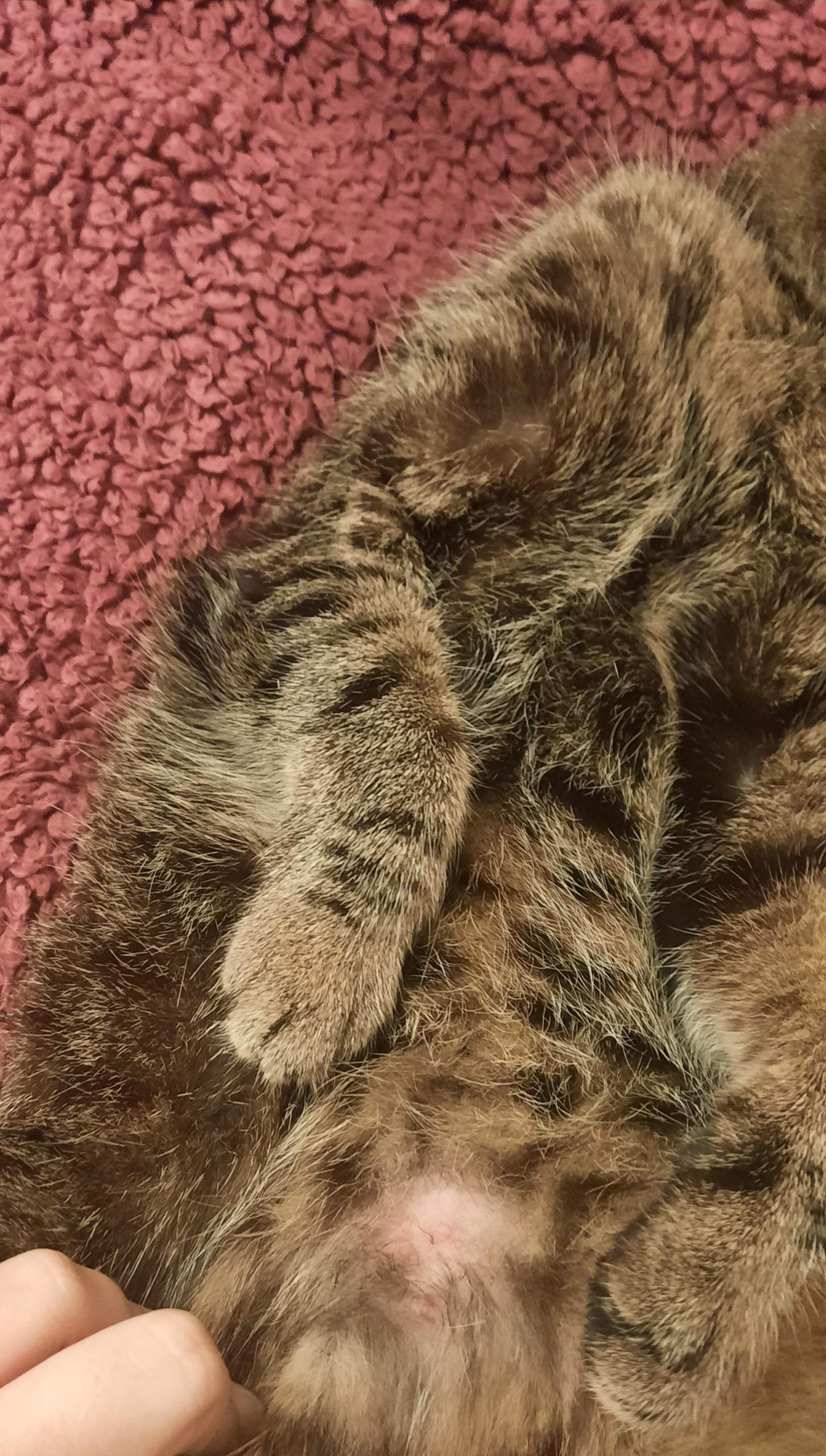 Meine Katze Fehlt Mir So Sehr