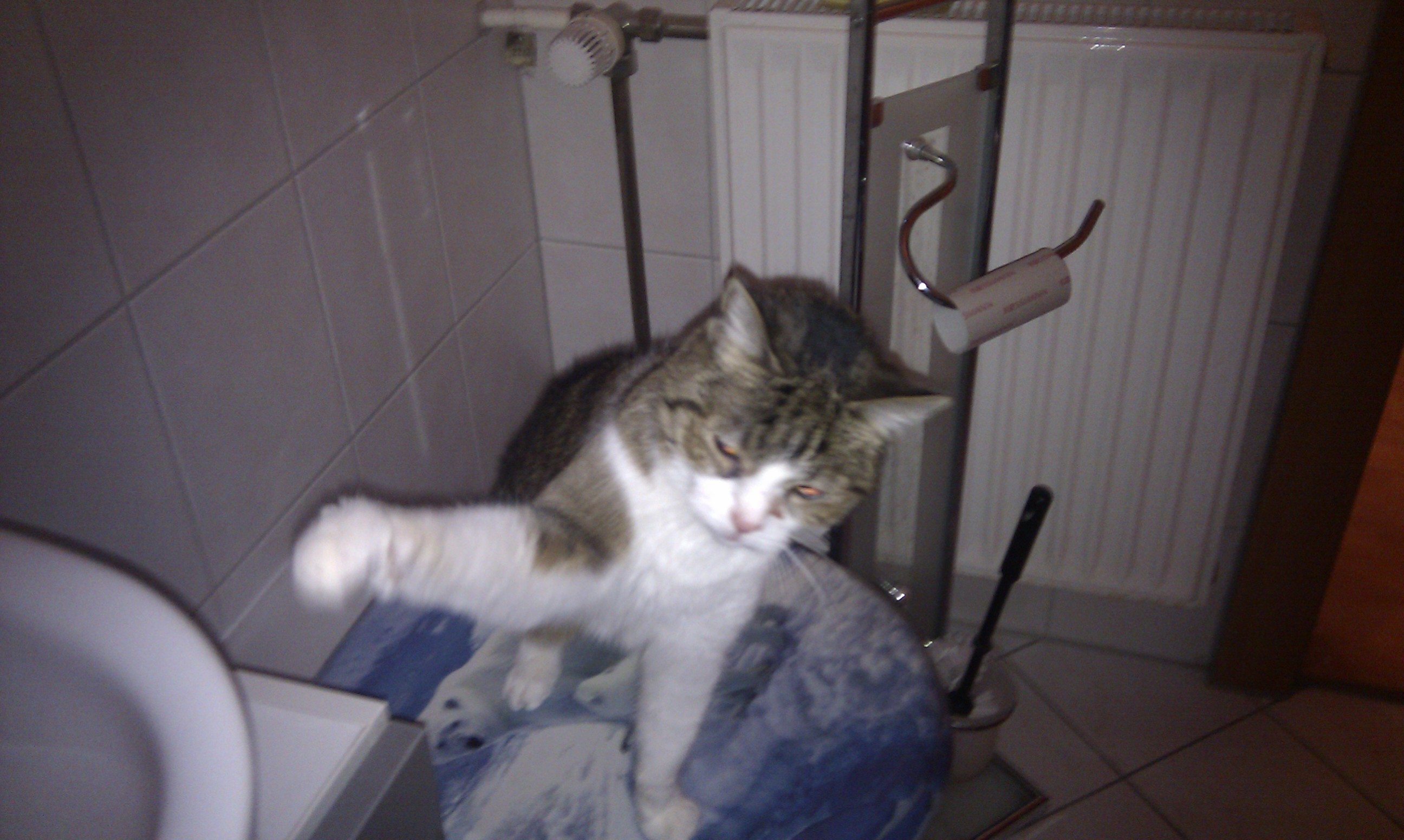 Katze frisst nicht, Trinkt aber viel (krank, Katzen)