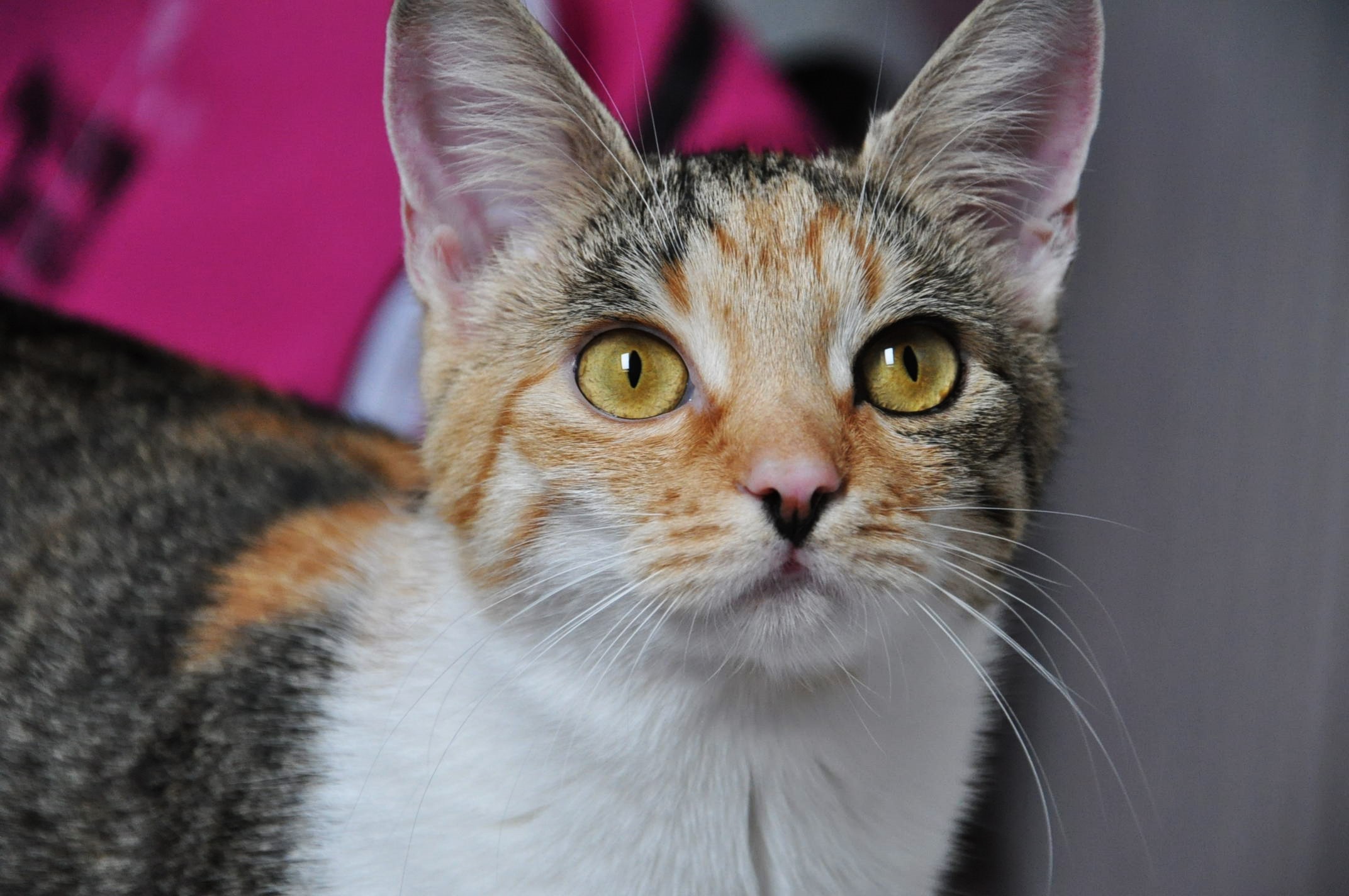 Katze Frisst Schlecht Nur Stark Makelig Was Tun Haustiere