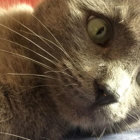 Mein Hugo  - (Katze, Tierarzt, Allergie)