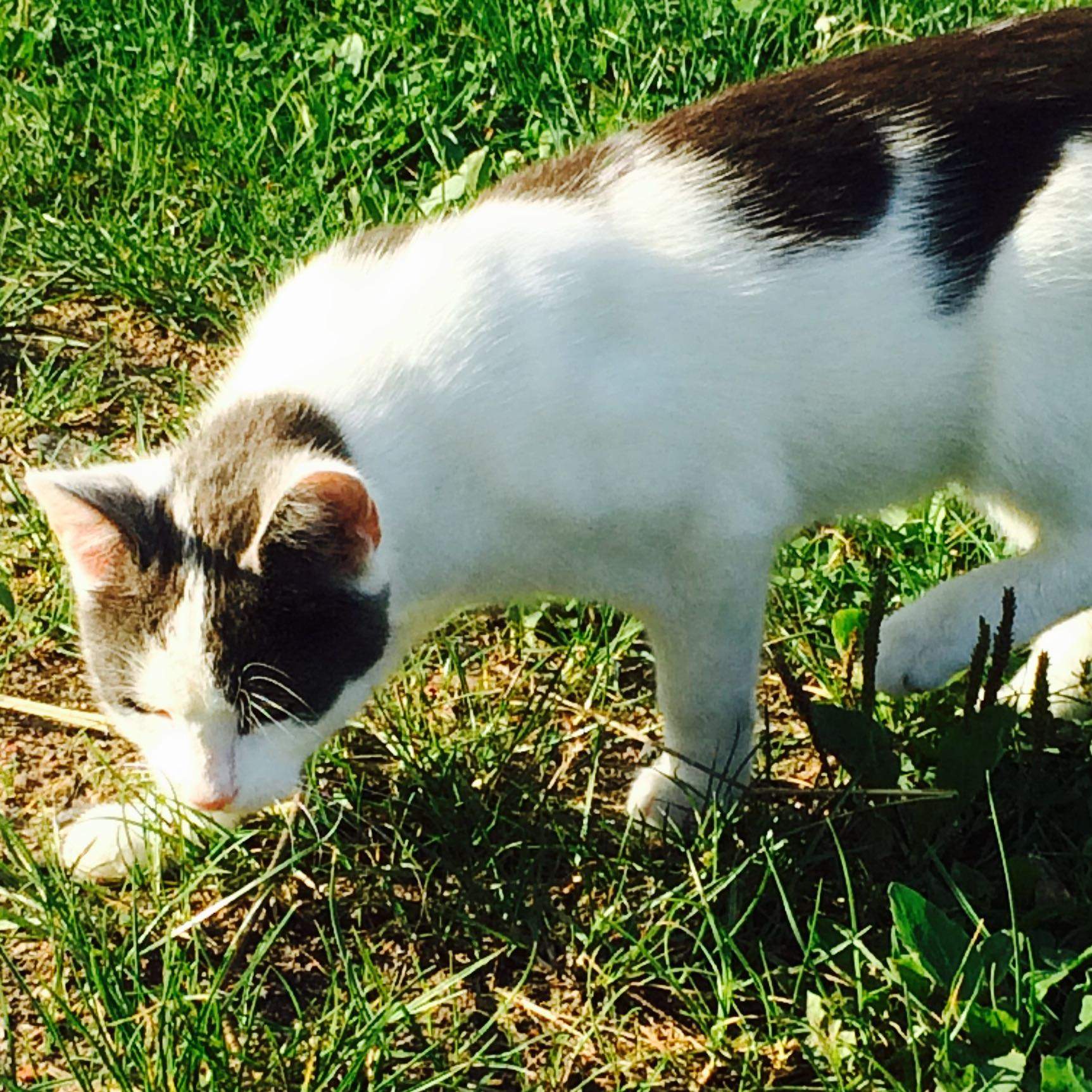 Wie Erziehe Ich Eine Kleine Katze
