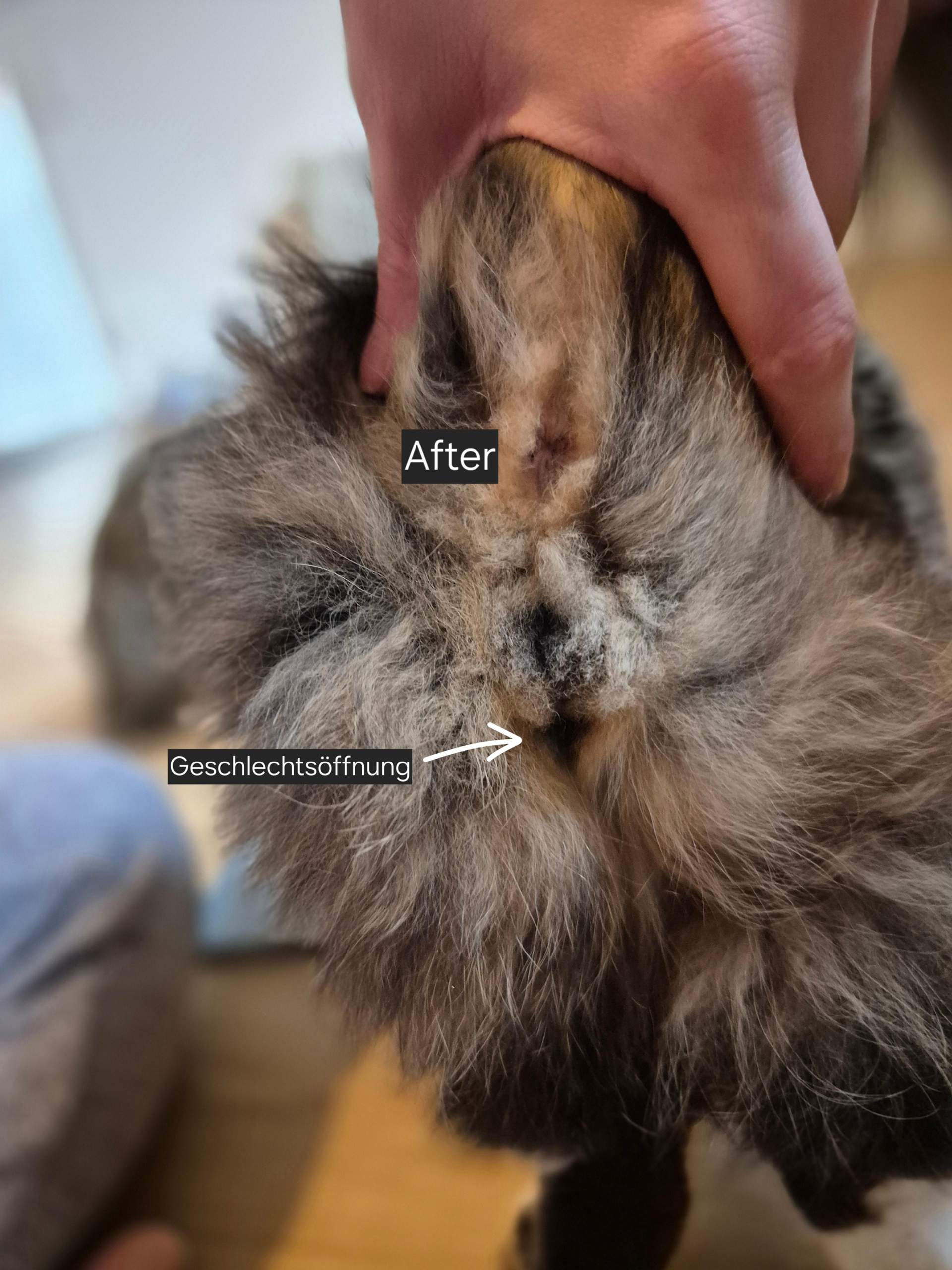 Katze Geschlecht erkennen? (Tiermedizin, Hauskatze, Katzenhaltung)
