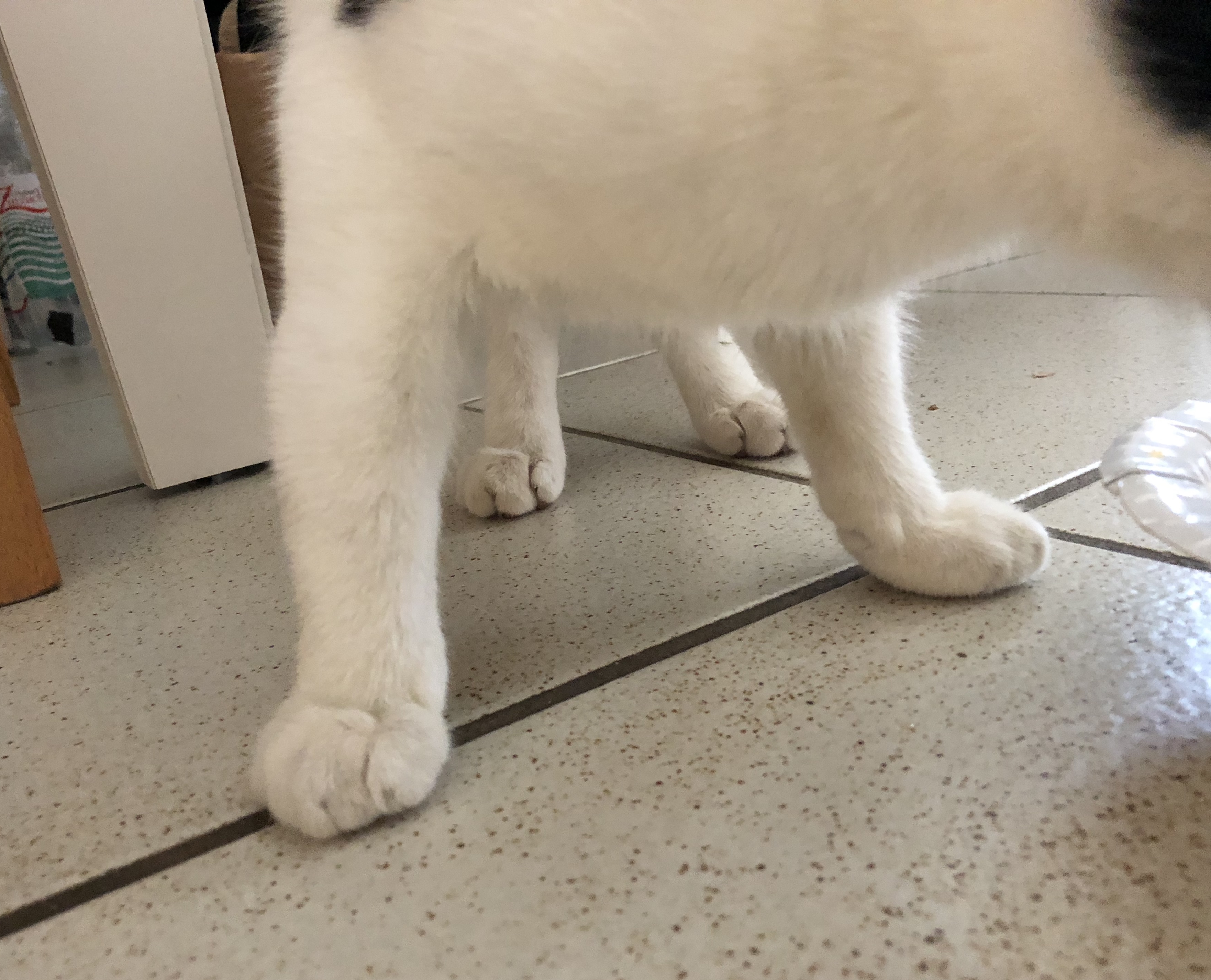 katze geschwollenes bein gesundheit tiere haustiere